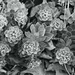 succulents by summerfield