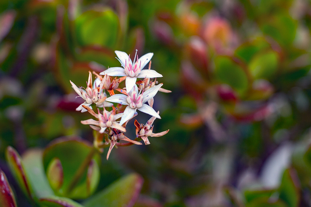 Jade Plant Blossom by jaybutterfield