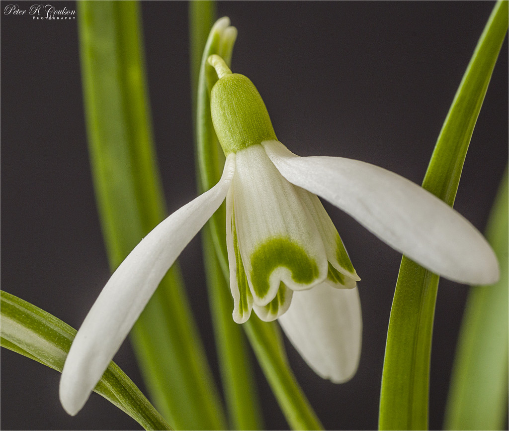 Snowdrop by pcoulson