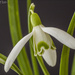 Snowdrop by pcoulson