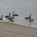 Some Swans by jb030958