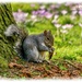Squirrel Nutkin by carolmw
