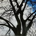 Tall Beech Tree. by grace55