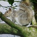 Grey squirrel in Cut Wood by grace55