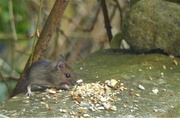19th Feb 2021 - Sneaky mouse!