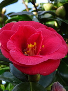 25th Feb 2021 - Camellia in bloom
