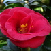 Camellia in bloom by cam365pix