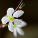 Blossom indoors by jon_lip