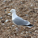 Herring Gull by davemockford