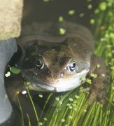 25th Feb 2021 - It's frog time again