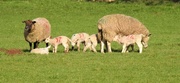 25th Feb 2021 -  The First Lambs 