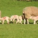  The First Lambs  by susiemc