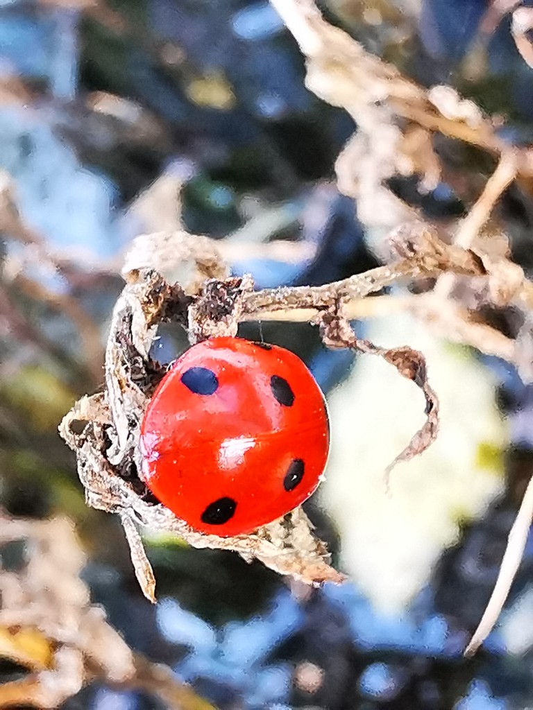 Ladybird by plainjaneandnononsense