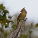 LHG_9780- Female Redbird by rontu