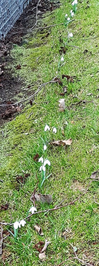 special snowdrops by sarah19