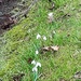special snowdrops by sarah19