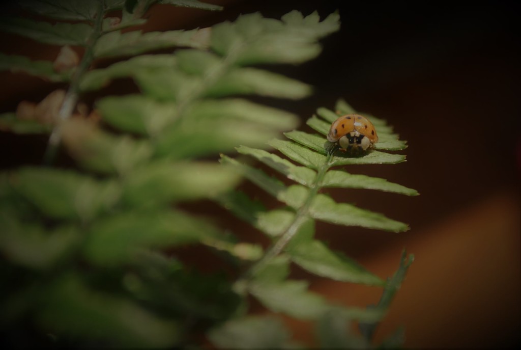 Day 40:  Ladybird Beetle  by jeanniec57