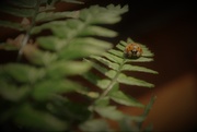 9th Feb 2021 - Day 40:  Ladybird Beetle 