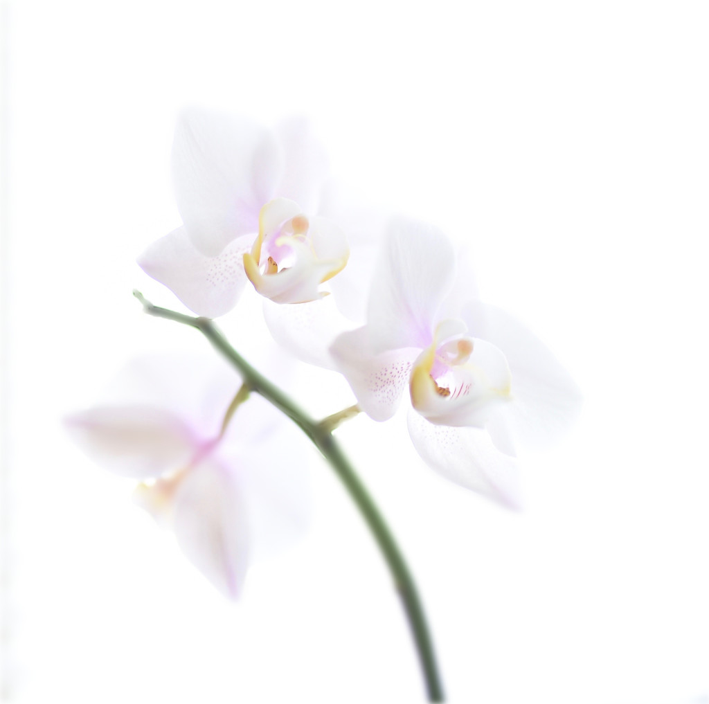 Orchid by joysfocus