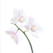 25th Feb 2021 - Orchid
