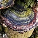 Fulsome Fungus. by gaf005