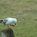 Seagull preening himself by suez1e
