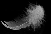 25th Feb 2021 - the feather