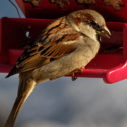 25th Feb 2021 - house sparrow with the golden snitch