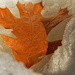 Northern red oak leaf in the snow by rminer