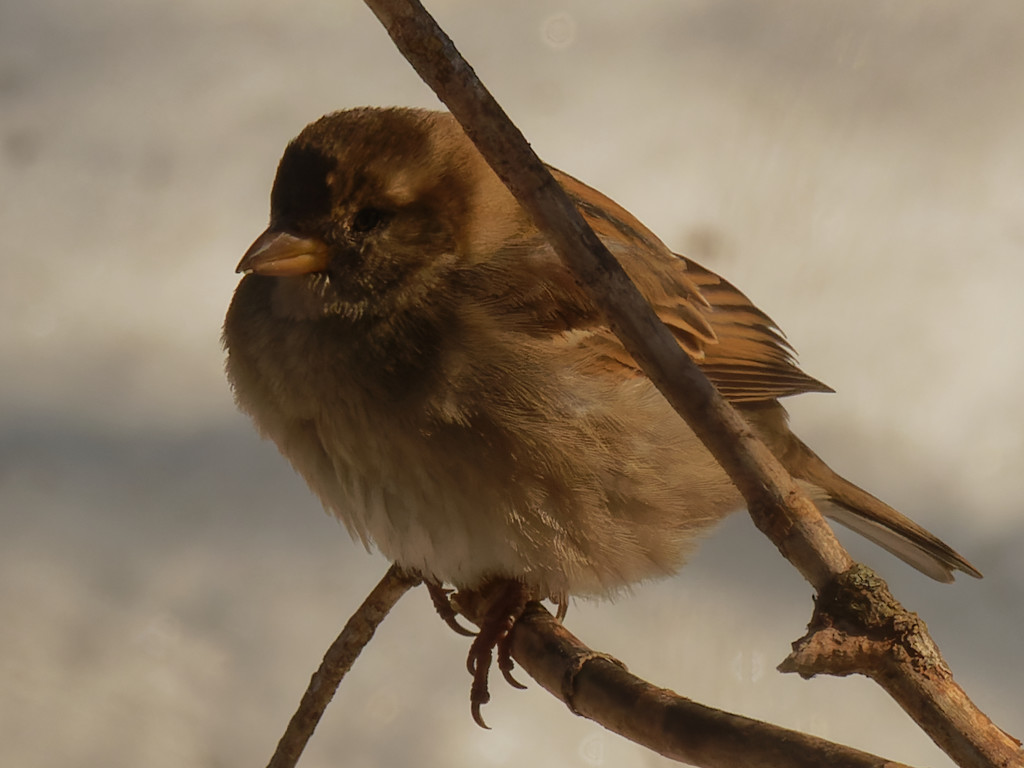 female house sparrow by rminer