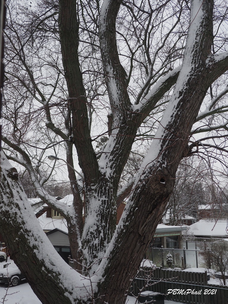 Snow on Tree by selkie