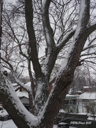 22nd Feb 2021 - Snow on Tree