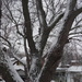 Snow on Tree by selkie