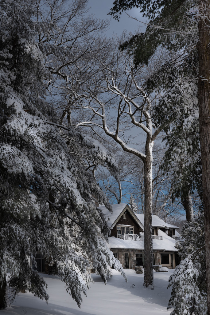 Winter wonderland 57/365 by dora