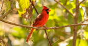 25th Feb 2021 - One More Cardinal!