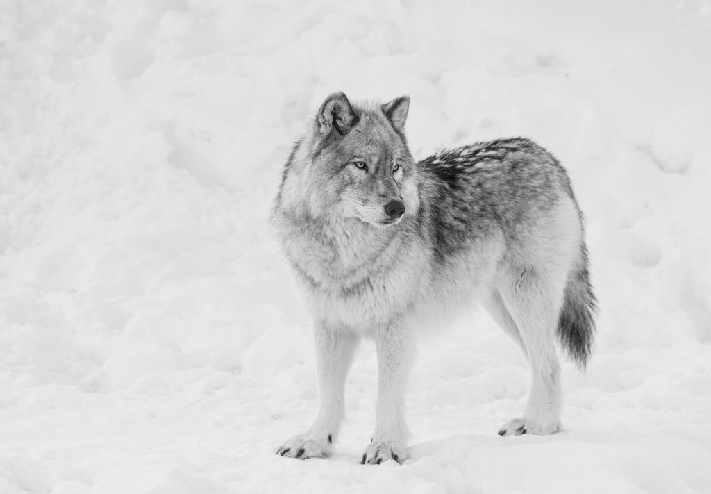 Gray Wolf by sprphotos