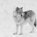 Gray Wolf by sprphotos