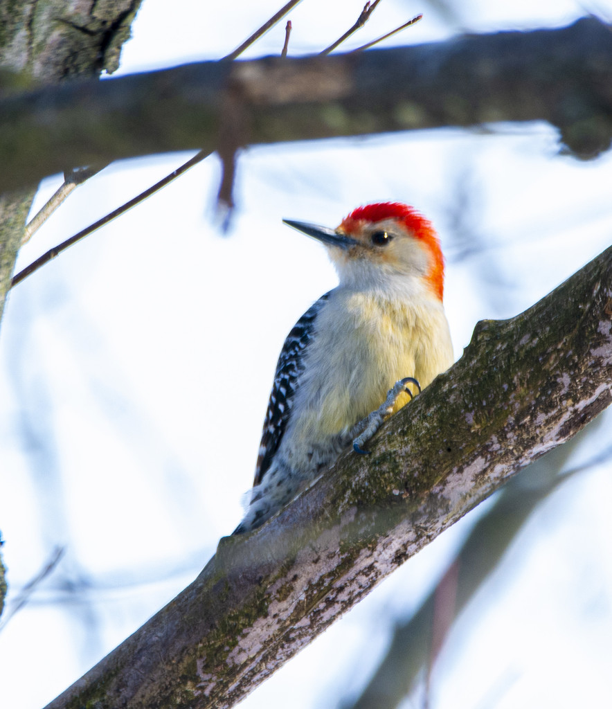 Red-Bellied Woodpecker by cwbill
