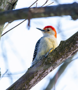 25th Feb 2021 - Red-Bellied Woodpecker