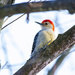 Red-Bellied Woodpecker by cwbill