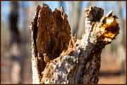 25th Feb 2021 - Wood Texture