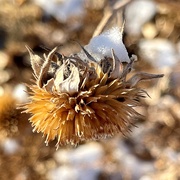 25th Feb 2021 - Snow on Sunflower 