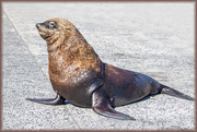 26th Feb 2021 - Cape Fur Seal
