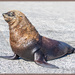 Cape Fur Seal by ludwigsdiana