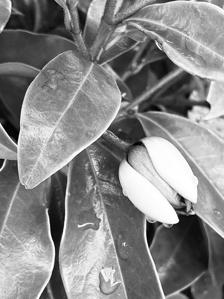 Magnolia flower by nicolecampbell
