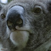Jesse sooc by koalagardens