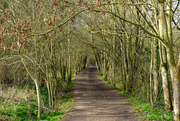 19th Feb 2021 - Path through the Woods