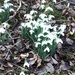 Snowdrops by jab