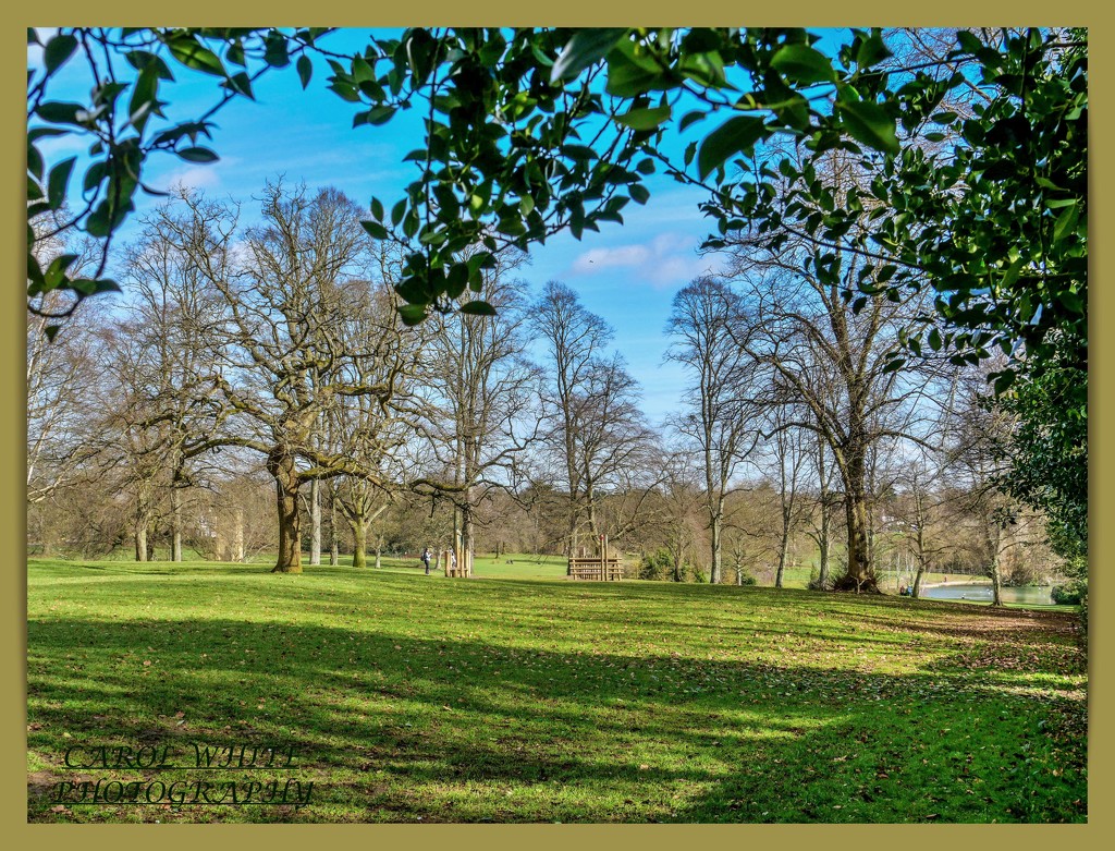 Winter In The Park by carolmw