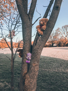 26th Feb 2021 - Tree bears